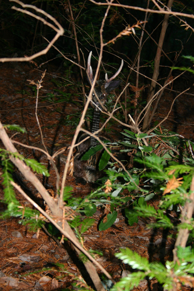 a ukalope in the woods, pertaining to ukuleles, ukeleles, ukaleles, ukuleles of felton, felton, ukalope, ukelope, ukalope, uke-a-lope, cryptozoology, ukulele jackalope, jackalopes